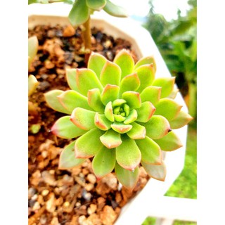 sen đá mặt trời