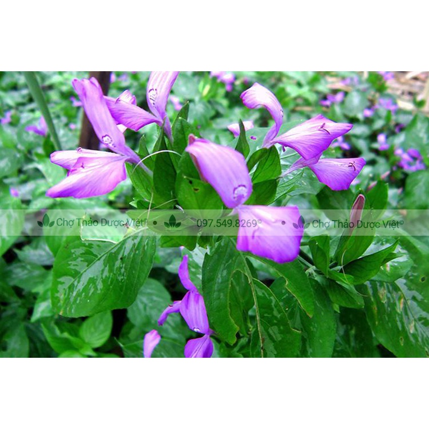Bột lá cẩm tím sấy lạnh nguyên chất 500g ( Bột rau củ tạo màu thực phẩm dùng nấu xôi, làm bánh) Chợ Thảo Dược Việt