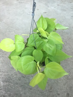 TRẦU BÀ TIM VÀNG GÁO DỪA