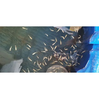 Thức ăn cho cá cảnh gói 100 gr