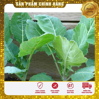 Hạt Giống Súp Lơ Mini LUCKYSEEDS
