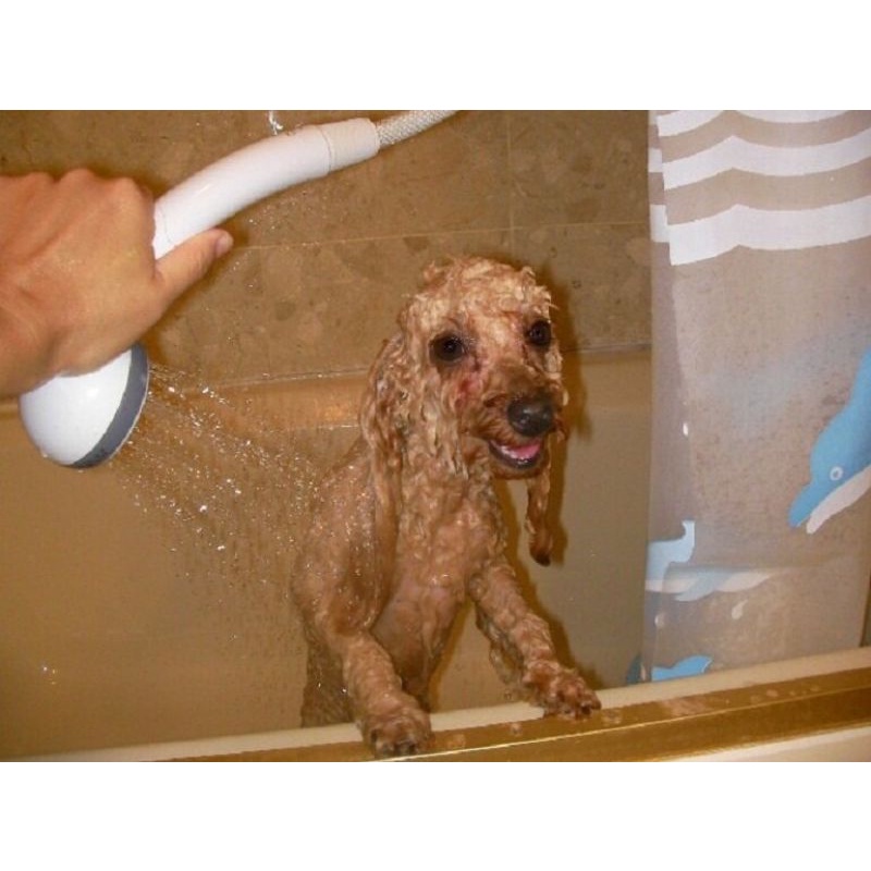 Sữa tắm trị ve ghẻ rận BIO care chó mèo, Dầu tắm phục hồi lông khử mùi hôi lông cún cưng BIO LOVELY PETS 150ml
