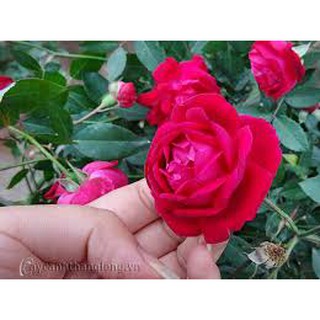 Com  bo 4 cây Hoa hồng quế son cánh kép