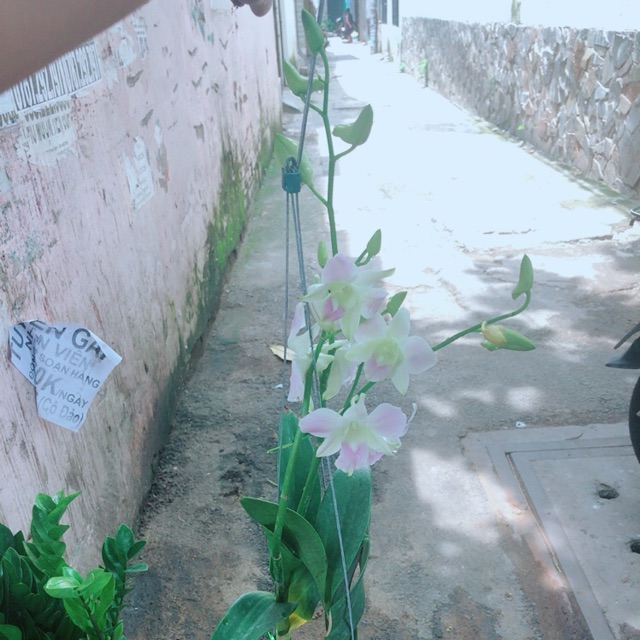 Lan Dendro Hồng Nhạt