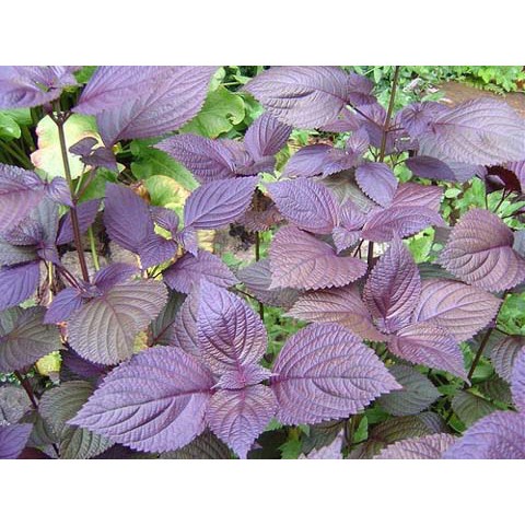 Hạt giống tía tô F1 loại dễ trồng kháng sâu bệnh năng suất cao [ gói 50gram,100gram,200gram ]