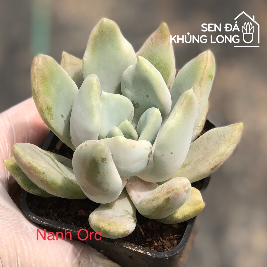 sen đá Nanh Orc - echeveria Machete