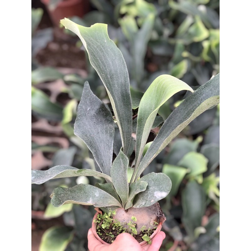 Cây ổ rồng platycerium ferns trang trí nhà cửa