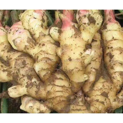 Gừng tươi Đăk Lăk, 1kg