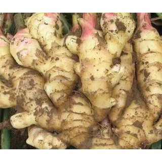 Gừng tươi Đăk Lăk, 1kg