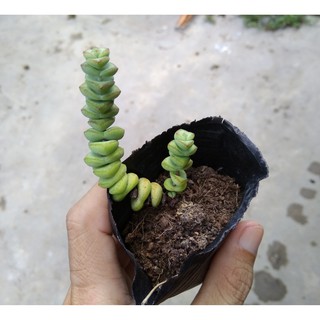 Sen đá xiên thịt - size nhỏ (5-8cm)
