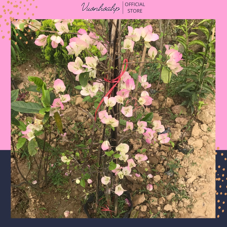 Cây hoa giấy đổi màu sakura cao 70cm ảnh thật, lỗi 1 đổi 1