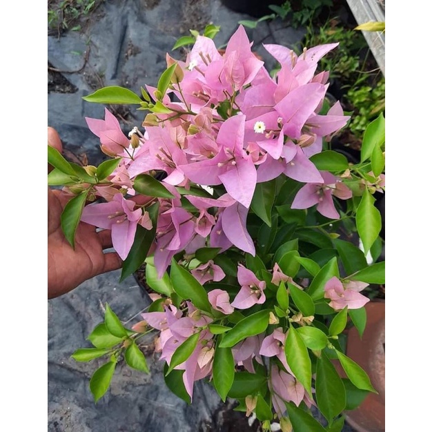 Giấy Singapore pink nguyên bản