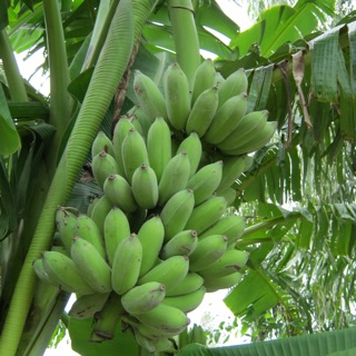 Cây giống chuối xiêm(chuối tây) cao 80cm