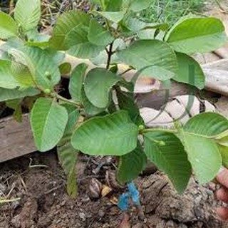Chậu Cây ỔI RUBY RUỘT ĐỎ cao 80-100cm.