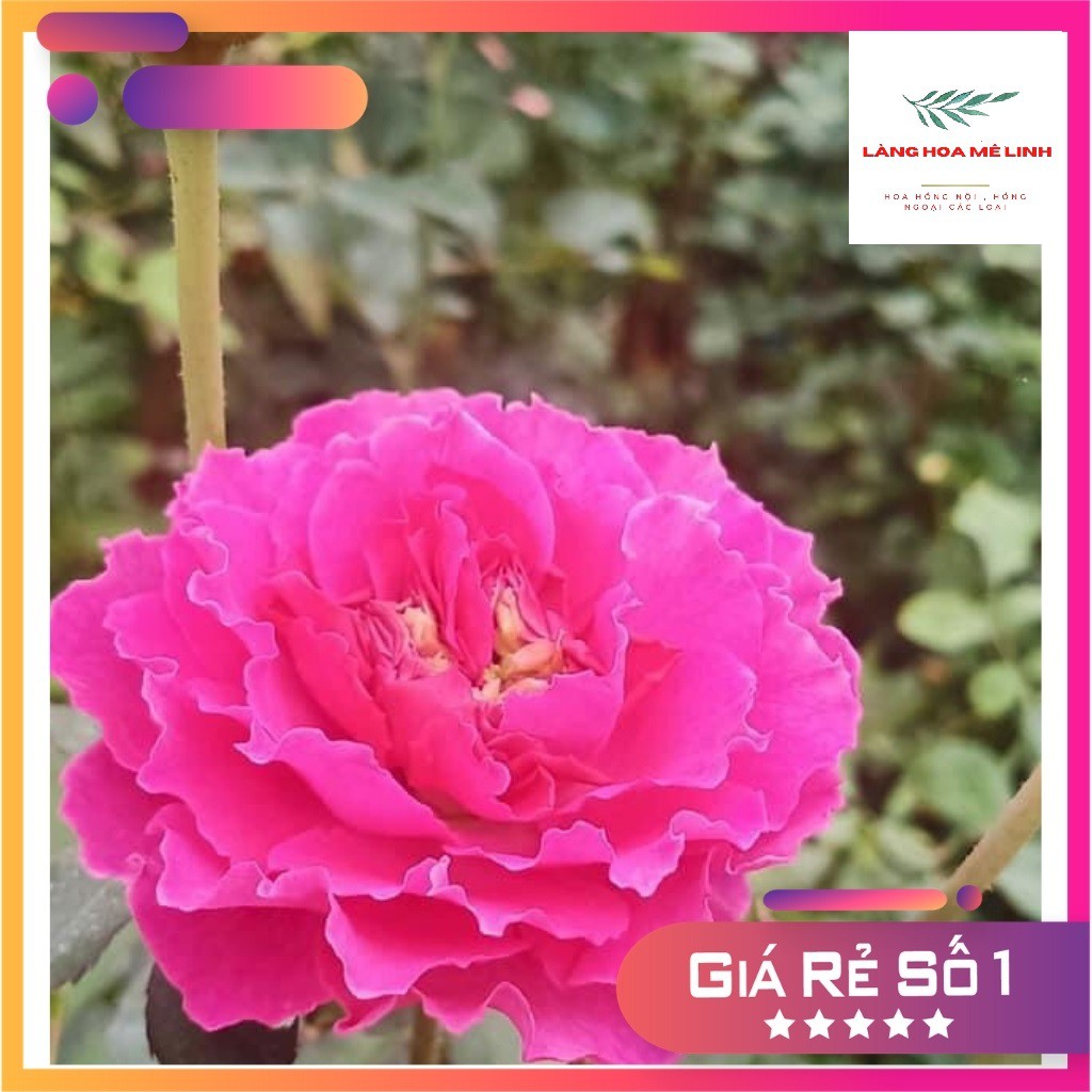 Hoa hồng Bụi Ramukan rose Nhật🍃🍃Ấn tượng bởi màu hồng tím 🍃🍃 - Có hương thơm vừa phải - sai hoa.
