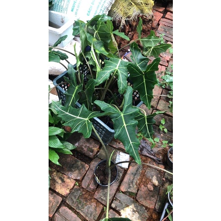 Alocasia Sarian cây kiểng lá trồng decor trang trí