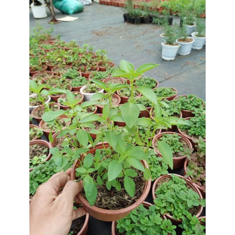 Cây lá é - chậu lớn