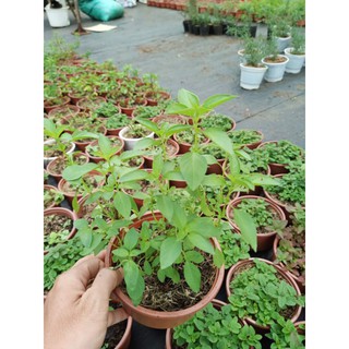 Cây lá é - chậu lớn