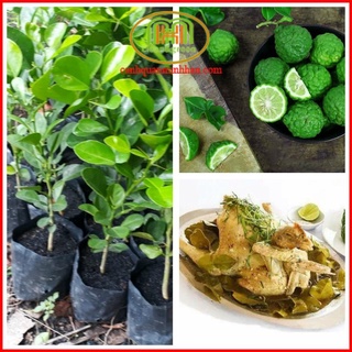 Cây chanh chúc cây chanh thái lá số 8 đặc sản vùng Bảy Núi An Giang ướp thịt gà nướng, hấp đều ngon