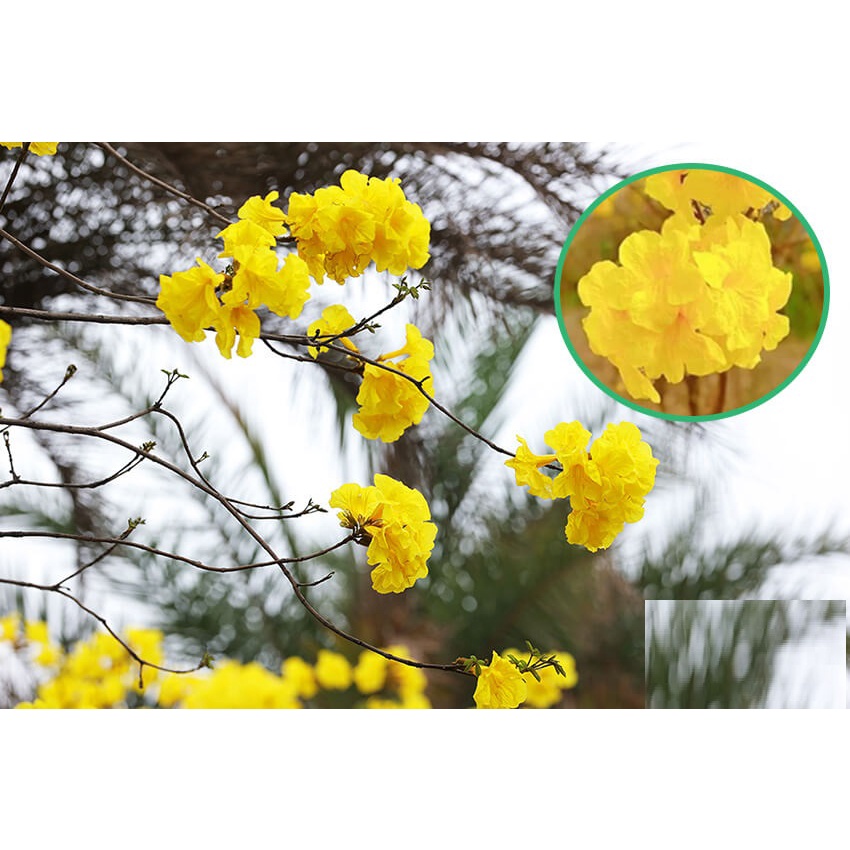 Hạt Giống Cây Hoa Phong Linh Hoa Vàng KNS3714 - Gói 10 hạt