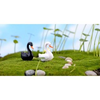 Thiên nga trang trí tiểu cảnh, stellariva