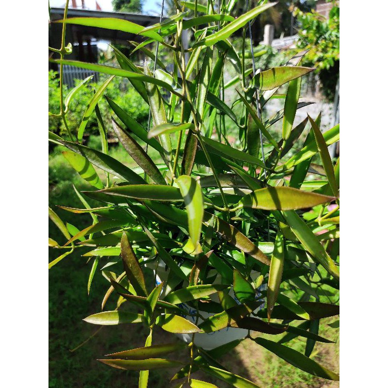 Cẩm cù trúc mây chậu mini