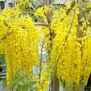 Cây giống muồng hoàng yến
