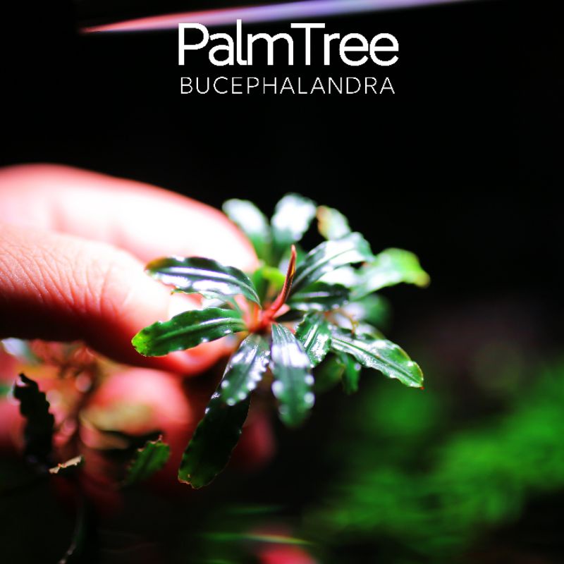 Palmtree | cây thủy sinh lá dài | hàng ngọn | lá cạn