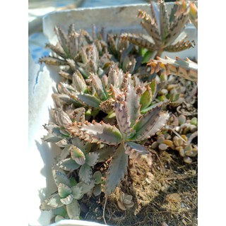 Combo 3 Cây sen đá xương cá Kalanchoe