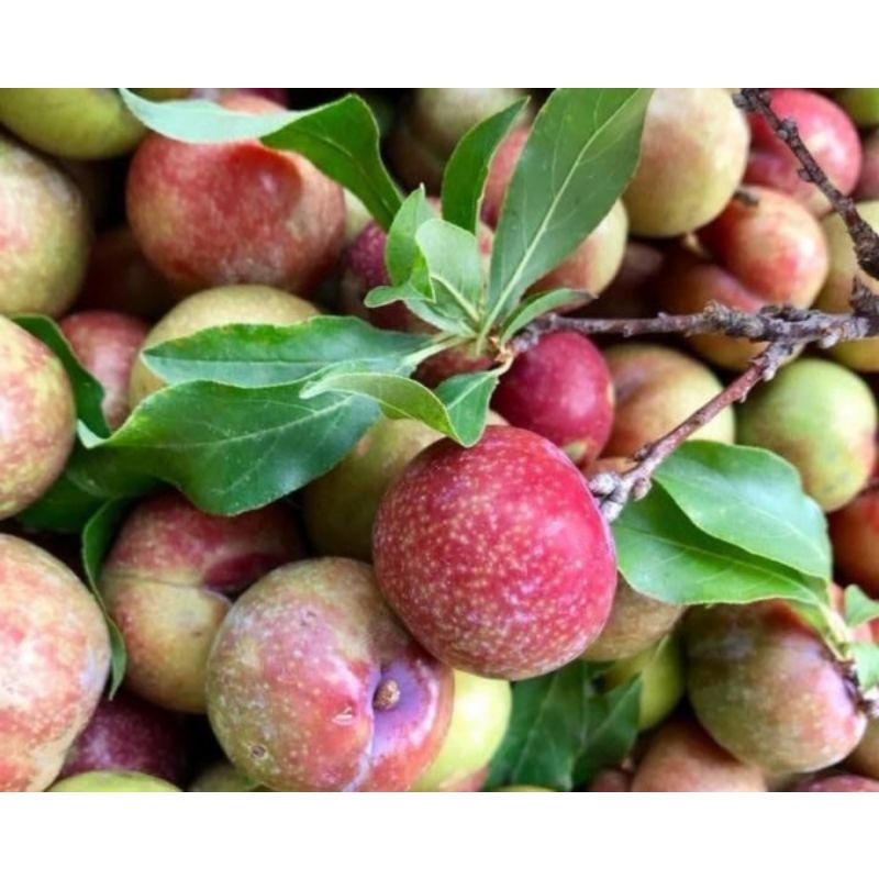500g Mận Hà Nội quả to chín cây siêu ngon [ CHỈ GIAO TP.HCM]