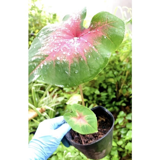 Cây môn gân hồng đẹp mắt - cây kiểng lá