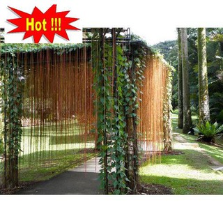 Hạt Giống Cây dây leo Dây liêm hồ đằng, dây tơ hồng thái 10 hạt