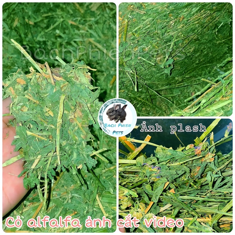 Cỏ Khô Alfalfa Lọc Bụi 500gr, thức ăn cho Thỏ, Guinea Pig ( bọ ú, chuột lang), Sóc Bắc Mỹ, Chinchilla dưới 6 tháng tuổi.