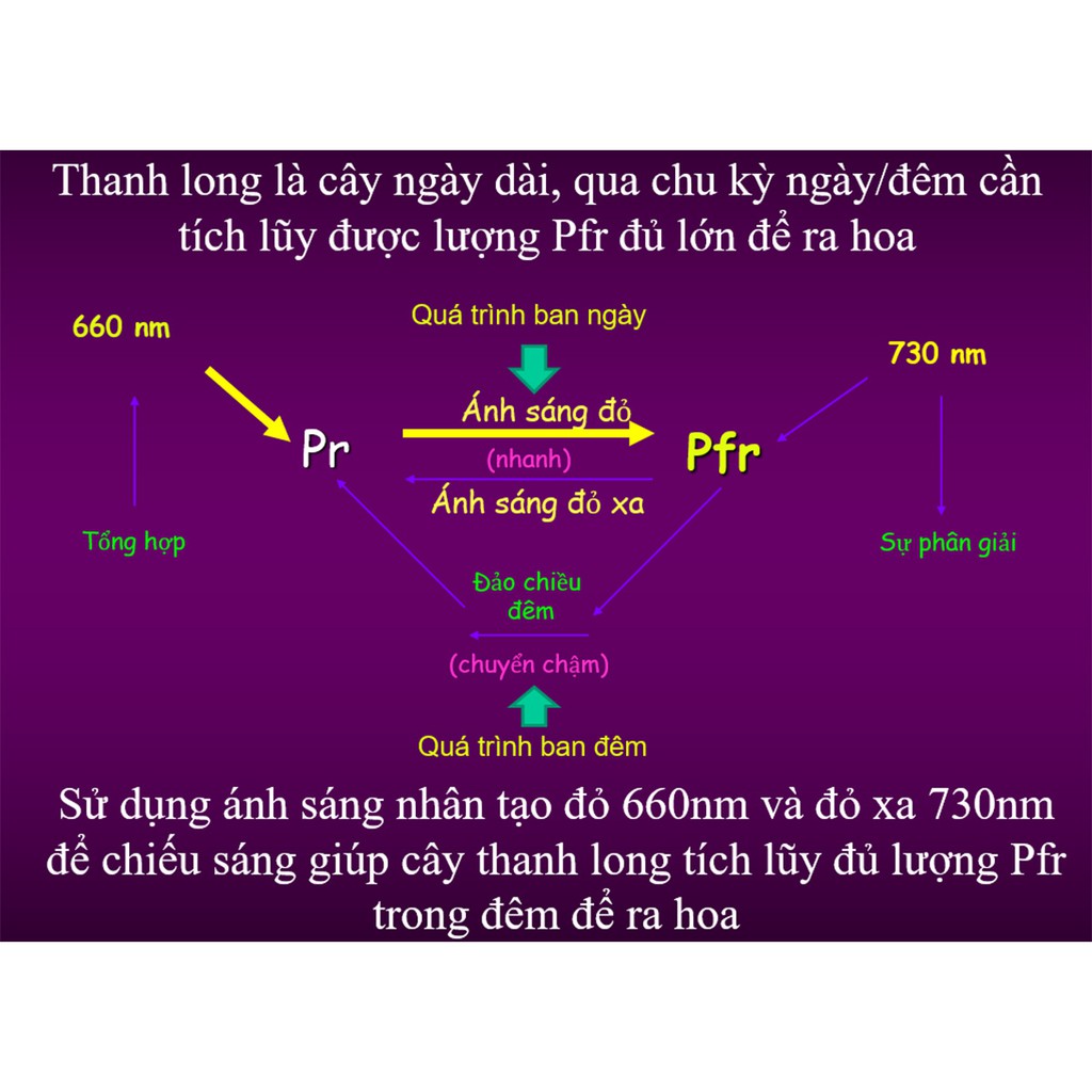 💥Chính Hãng💥 Đèn LED cây trồng 9W Rạng Đông 💥Hàng Công ty💥