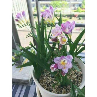Bộ 3 củ giống hoa lan nam phi hoa màu tím - tặng kèm 3 viên nén ươm củ