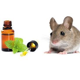 [Rẻ vô địch] - TINH DẦU BẠC HÀ ĐUỔI CHUỘT HIỆU QUẢ - 10ml | BigBuy360 - bigbuy360.vn