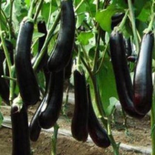50 Hạt giống cà tím dài đen