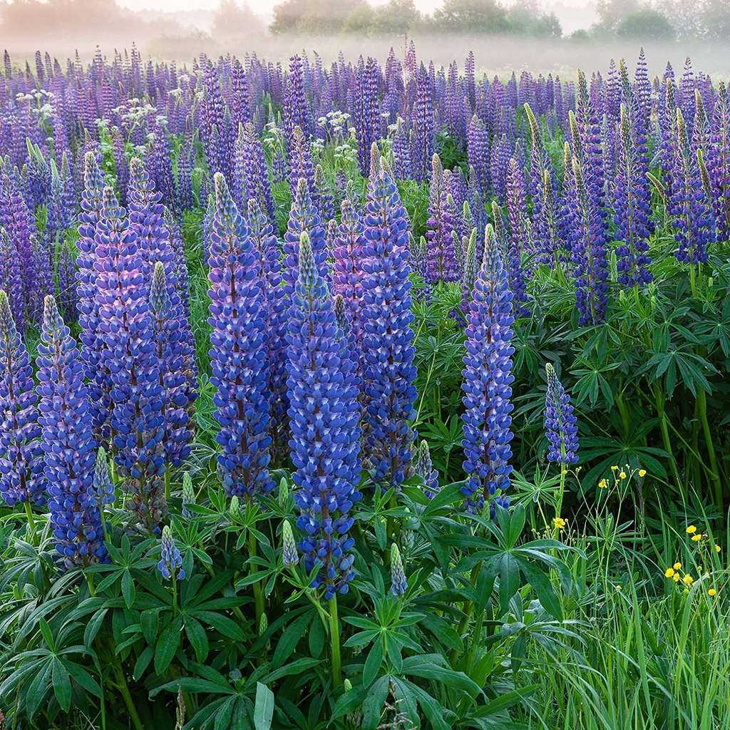 Outsidepride Hạt giống cây Lupin lâu năm - 20 Hạt