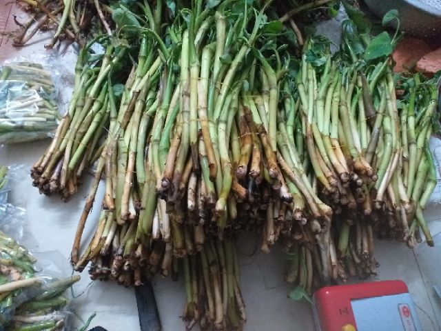 100 Cây giống Ngó khoai không ngứa