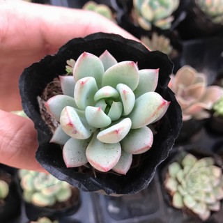 Sen Đá Đế Vương Tím |FREESHIP| XUẤT XỨ VIỆT NAM, ĐÃ THUẦN KHÍ HẬU, SIÊU KHOẺ ĐẸP, LỖI 1 ĐỔI 1