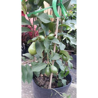 Ổi Thái giống mới trái to