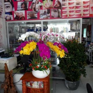 lan cao su hồ điệp cành lớn 50k