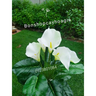 Cây Rum Casu Cao Cấp Trang trí Decor cao 70cm- Cây Giả