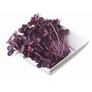 HẠT GIỐNG RAU MẦM CẢI TÍM MALADY 20G