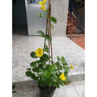 Hoa vàng  Anh leo