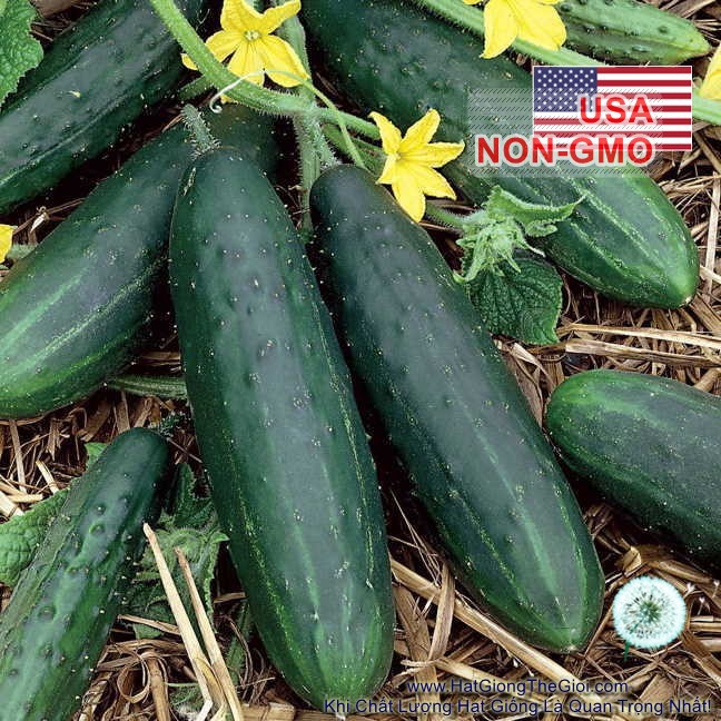 [GIÁ GỐC] 10h Hạt Giống Dưa Chuột - Bụi Siêu Nhỏ SpaceMaster (Cucumis sativus)