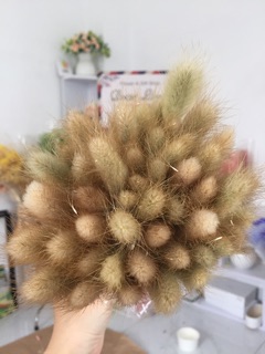 HOA KHÔ ĐUÔI THỎ 5 CÀNH