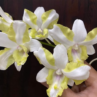HOA LAN DEN LAI CAT MẮT PHỤNG VÀNG