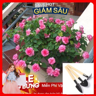 Hạt Giống Hoa Ngọc Thảo Kép Mix - 10 Hạt / Gói ( Hàng Loại 1 ) - Tặng Kèm Bộ Dụng Cụ Trồng Cây Mini