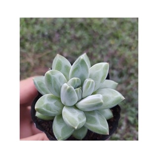 Sen đá kim cương trắng size bầu 3-5 cm đã thuần khí hậu